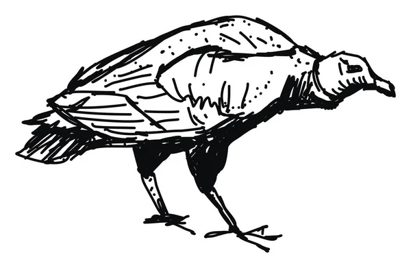 Vulture tekening, illustratie, vector op witte achtergrond. — Stockvector