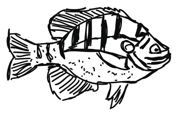 Dibujo de peces, ilustración, vector sobre fondo blanco . — Vector de stock