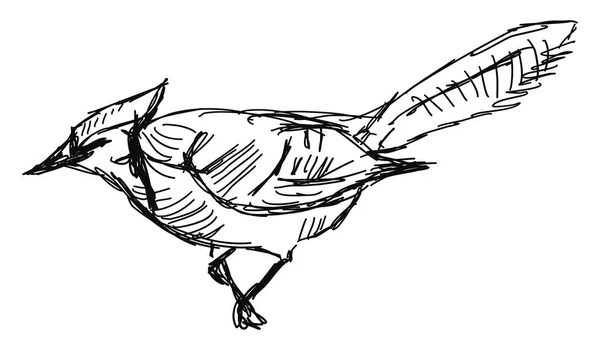 Jay πουλί, εικόνα, διάνυσμα σε λευκό φόντο. — Διανυσματικό Αρχείο