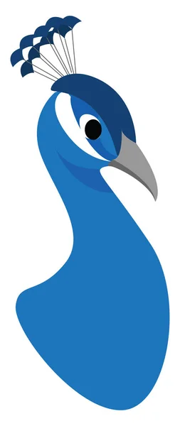 Blue peacock, illustration, vector on white background. — Stock Vector