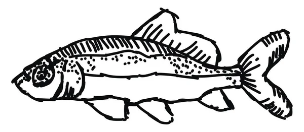 Croquis de poisson, illustration, vecteur sur fond blanc . — Image vectorielle