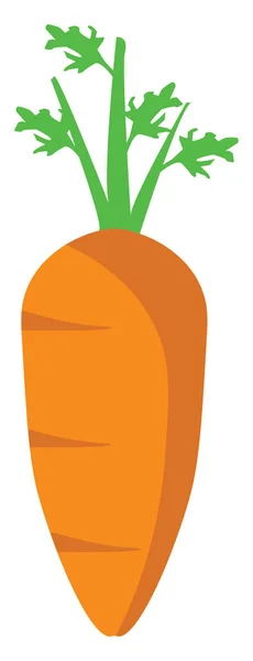 Свежая морковь, иллюстрация, вектор на белом фоне. — стоковый вектор