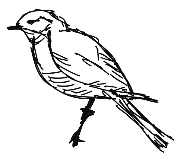 Dibujo de aves, ilustración, vector sobre fondo blanco . — Vector de stock