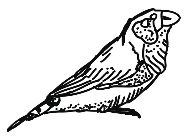 Rysunek ptaka, ilustracja, wektor na białym tle. — Wektor stockowy