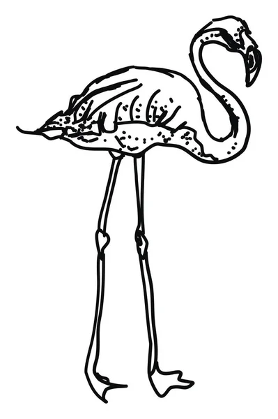 Flamingo tekening, illustratie, vector op witte achtergrond. — Stockvector