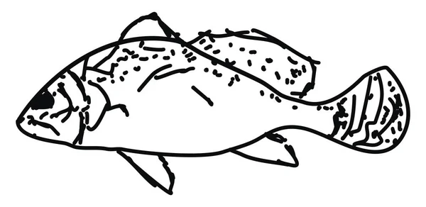 Fischzeichnung, Illustration, Vektor auf weißem Hintergrund. — Stockvektor