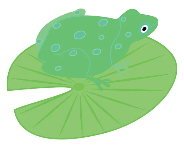 Grenouille verte, illustration, vecteur sur fond blanc. — Image vectorielle