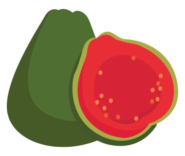 Guava, illüstrasyon, beyaz arka plan vektör.