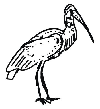 Kuş çizimi, illüstrasyon, beyaz arka plan üzerinde vektör.