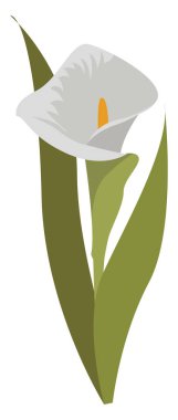 Beyaz kala, illüstrasyon, beyaz arka plan üzerinde vektör.