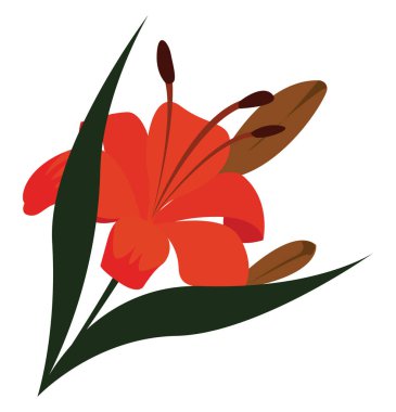 zambaklar, illüstrasyon, beyaz arka plan üzerinde vektör.