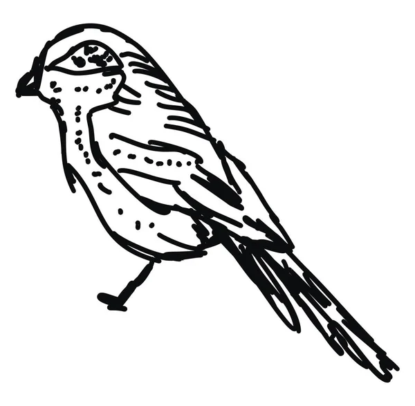 Σχέδιο πουλιών, απεικόνιση, διάνυσμα σε λευκό φόντο. — Διανυσματικό Αρχείο
