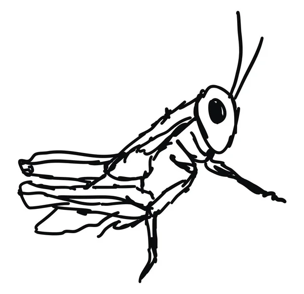 Grasshoper dibujo, ilustración, vector sobre fondo blanco . — Vector de stock