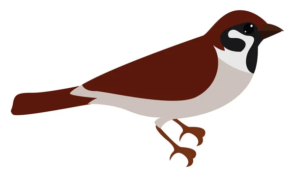 Kleine Sparrow, illustratie, vector op witte achtergrond. — Stockvector