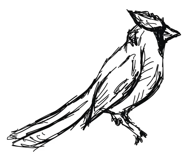 Dibujo de aves, ilustración, vector sobre fondo blanco . — Archivo Imágenes Vectoriales