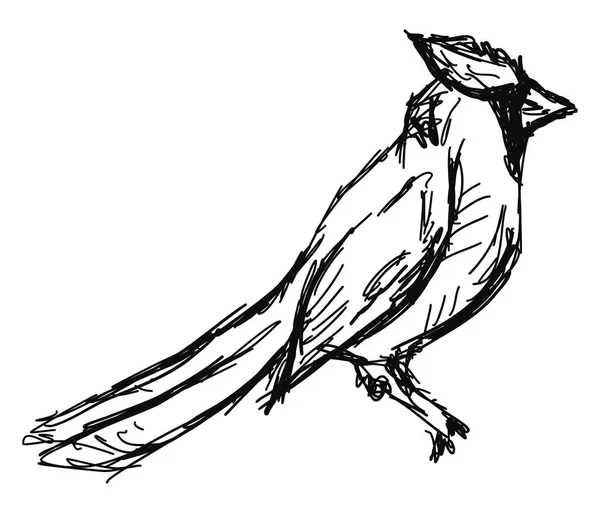 Dessin d'oiseau, illustration, vecteur sur fond blanc . — Image vectorielle