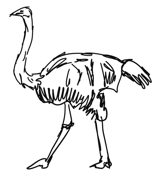 Dibujo de avestruz, ilustración, vector sobre fondo blanco . — Vector de stock