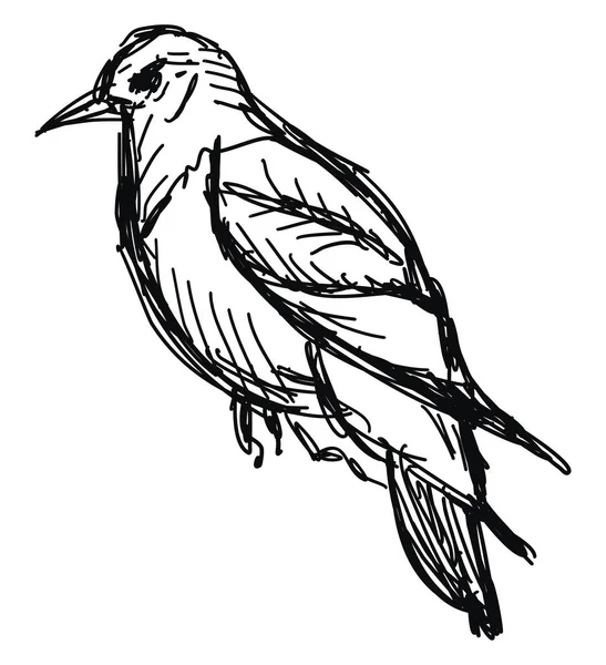 Dessin d'oiseau, illustration, vecteur sur fond blanc . — Image vectorielle