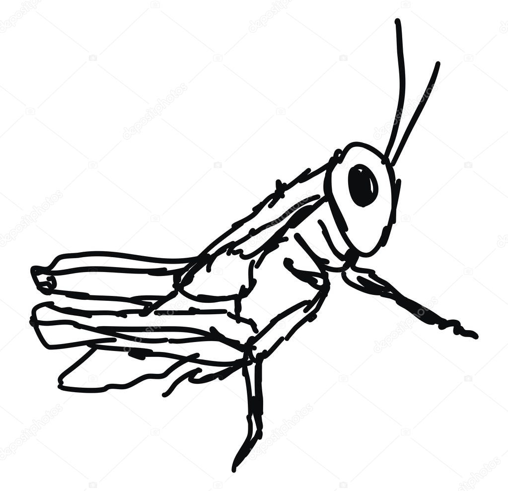 Grasshoper drawing, illustration, vector on white background.