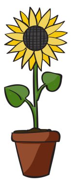 Ayçiçeği, illüstrasyon, beyaz arka plan vektör.