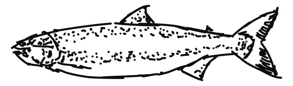 魚の描画、イラスト、白い背景のベクトル. — ストックベクタ