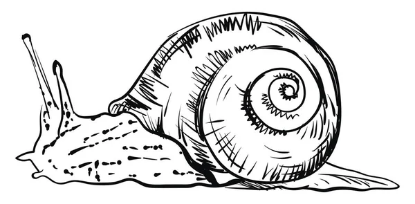 Dibujo de caracol, ilustración, vector sobre fondo blanco . — Vector de stock