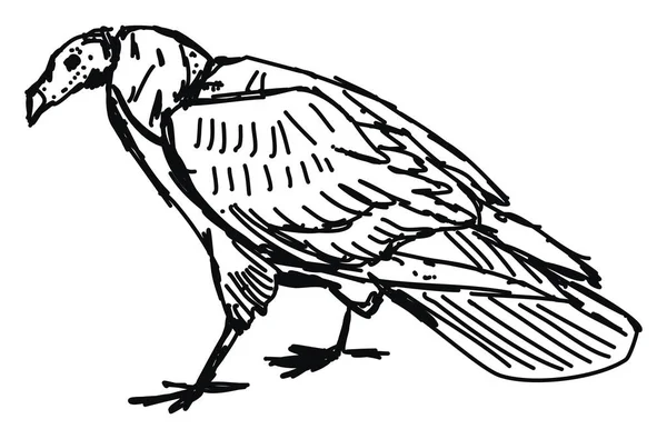 Desenho de pássaros, ilustração, vetor sobre fundo branco . — Vetor de Stock