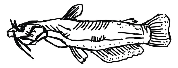 Pesce disegno, illustrazione, vettore su sfondo bianco . — Vettoriale Stock