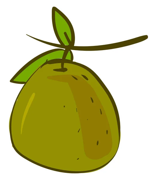 Green fruit, illustration, vector on white background. — Stock Vector