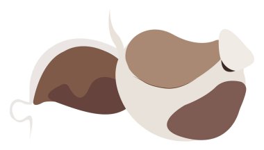 Sarımsak, illüstrasyon, beyaz arkaplan vektörü.