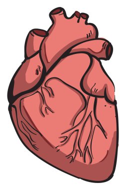 İnsan kalbi, illüstrasyon, beyaz arkaplan vektörü.