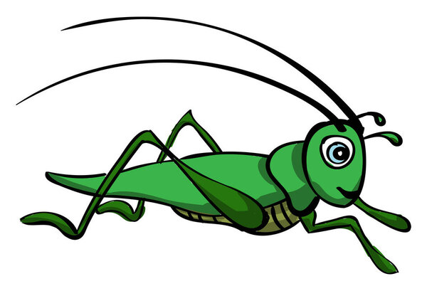 Grasshopper, illustration, vector on white background.