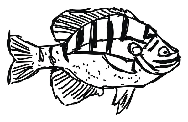 Dessin de poisson, illustration, vecteur sur fond blanc . — Image vectorielle