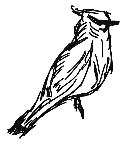 Vogel schets, illustratie, vector op witte achtergrond. — Stockvector