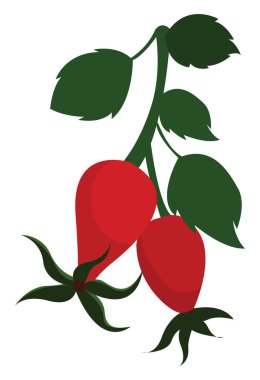 Gül kalça, illüstrasyon, beyaz arkaplan vektörü.