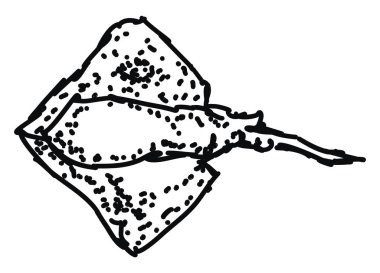 Balık çizimi, illüstrasyon, beyaz arka plan üzerinde vektör.