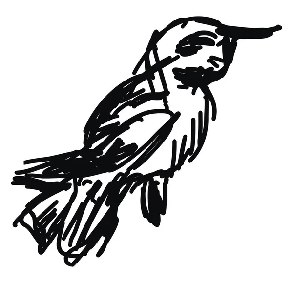 Fågel teckning, illustration, vektor på vit bakgrund. — Stock vektor