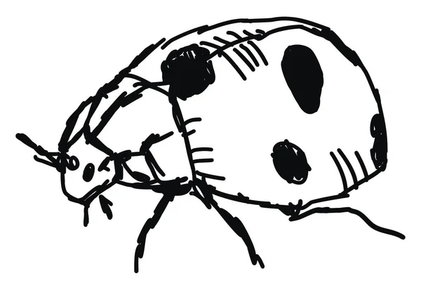 Lieveheersbeestje tekening, illustratie, vector op witte achtergrond. — Stockvector