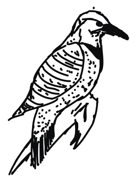 Vogelzeichnung, Illustration, Vektor auf weißem Hintergrund. — Stockvektor