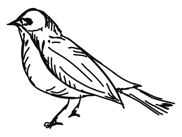 Oiseau, illustration, vecteur sur fond blanc . — Image vectorielle