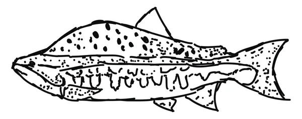 Dibujo de peces, ilustración, vector sobre fondo blanco . — Vector de stock