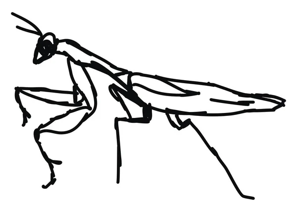 Mantis tekening, illustratie, vector op witte achtergrond. — Stockvector