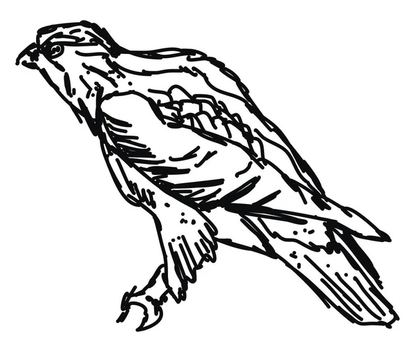 鸟画，插图，白色背景上的矢量. — 图库矢量图片