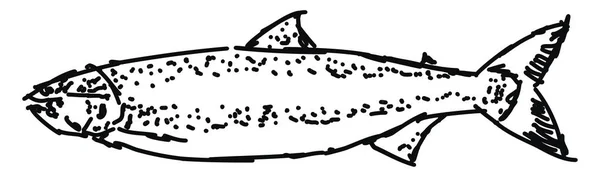 Dessin de poisson, illustration, vecteur sur fond blanc . — Image vectorielle