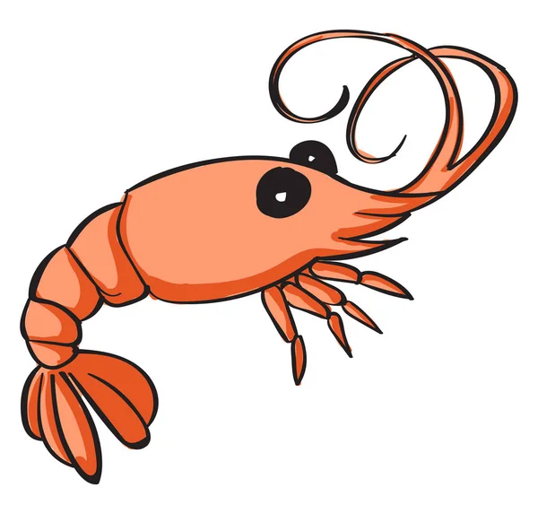 Shrimp, illustration, vector on white background. — Stock Vector