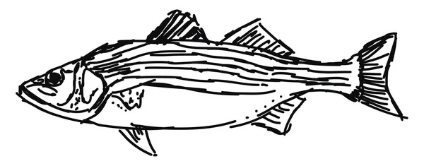 Dessin de poisson, illustration, vecteur sur fond blanc . — Image vectorielle