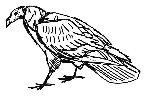 Dessin d'oiseau, illustration, vecteur sur fond blanc . — Image vectorielle