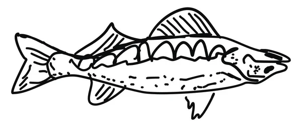 Kresba ryb, ilustrace, vektor na bílém pozadí. — Stockový vektor