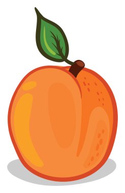 Kayısı güzel, illüstrasyon, beyaz arkaplanda vektör