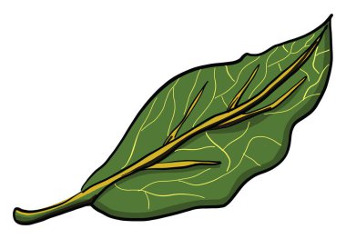 Saha yaprağı, illüstrasyon, beyaz arkaplan üzerindeki vektör